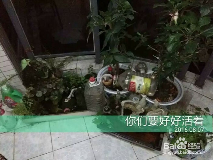 出差后自动浇花出门自动浇灌滴水花草保命方法