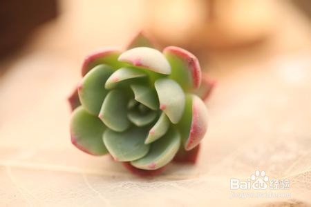 春季是白殿疯的高发季节