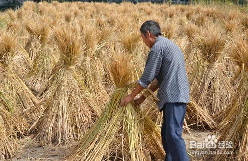 国庆过后，到长沙乡村怎样找农村人的乐子！！！