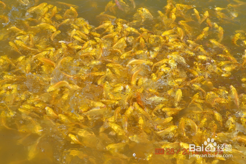 介绍锦鲤小常识