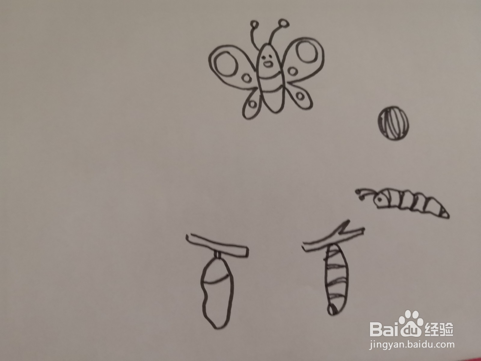 蝴蝶成长过程图简笔画