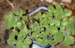 驱蚊不要再用蚊香，让蚊子无处藏身