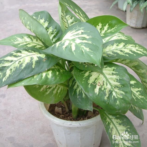 银皇后叶子发黄怎么办
