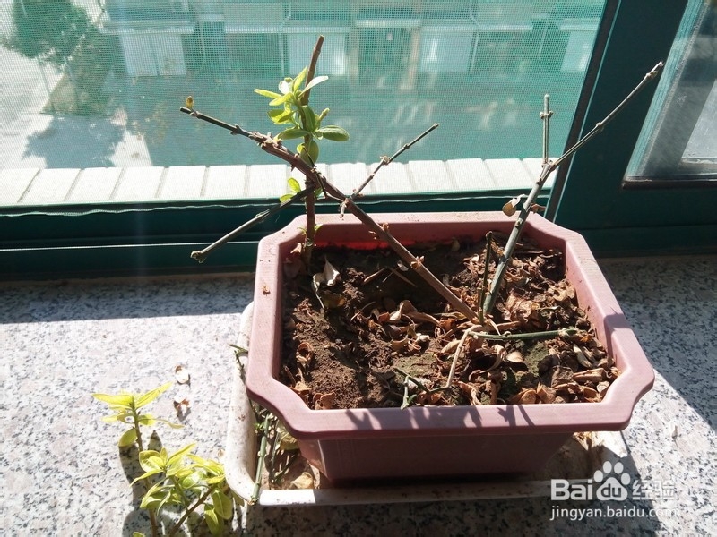 给小花整枝的技巧和原则