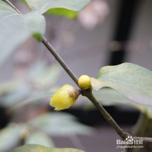 腊梅烂根了怎么办？