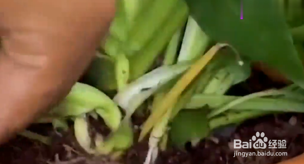 如何成为绿植医生