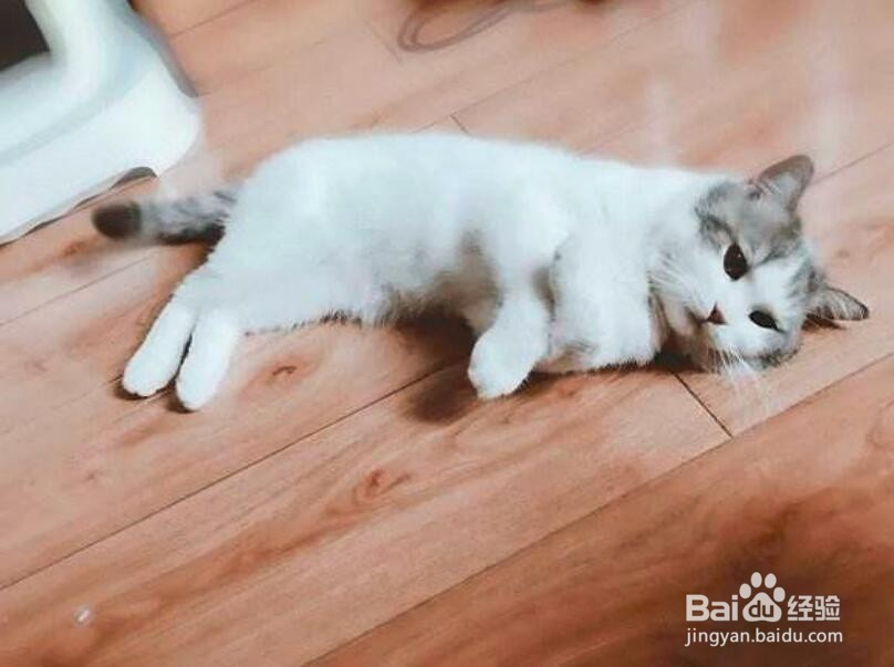 怎么养好一只猫?了解一下