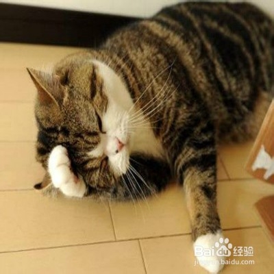 猫咪春季感冒怎么办