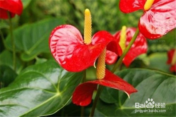 养红掌的方法和注意事项有什么?