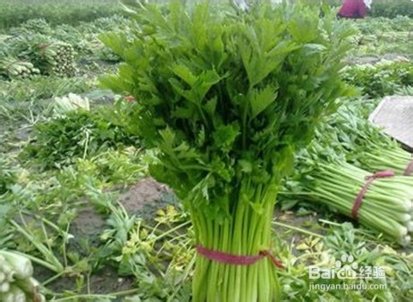 准妈须知：防止孕妇生病的食物