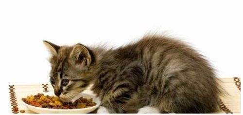 猫咪拉肚子呕吐怎么办?