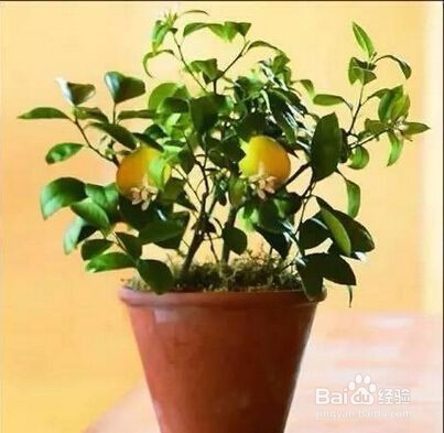 卧室适合养什么花或植物?卧室植物选择注意事项