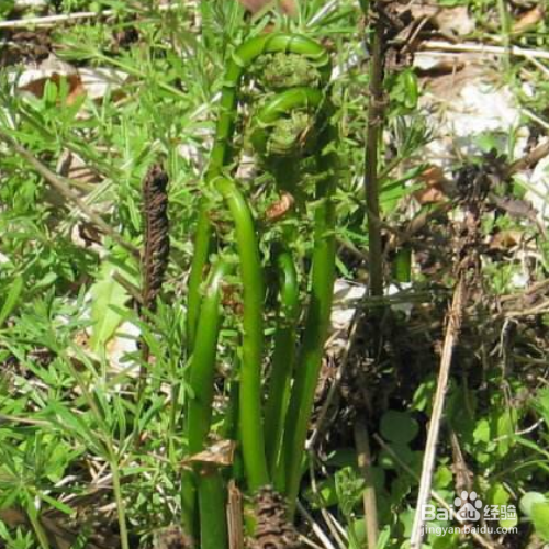蕨菜的培育方法和注意事项