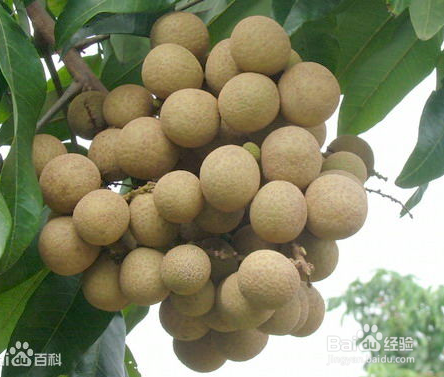 桂圆吃多了会怎样