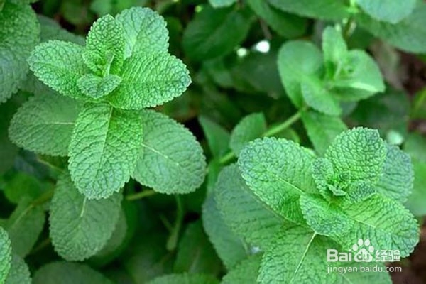 假薄荷和真薄荷的区别