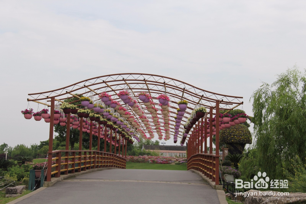 上海旅游攻略之周浦花海