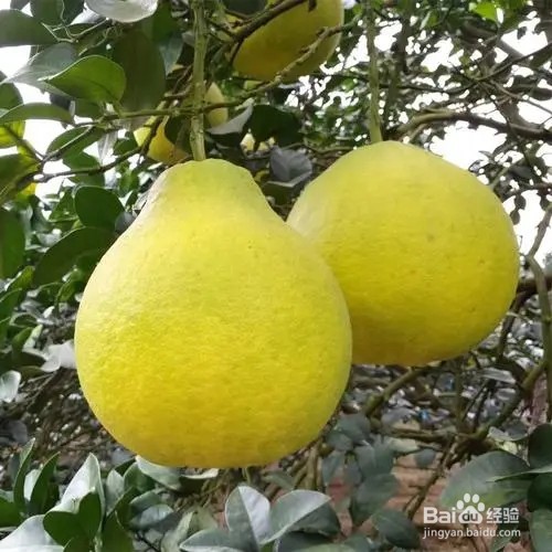 文旦柚怎么挑选