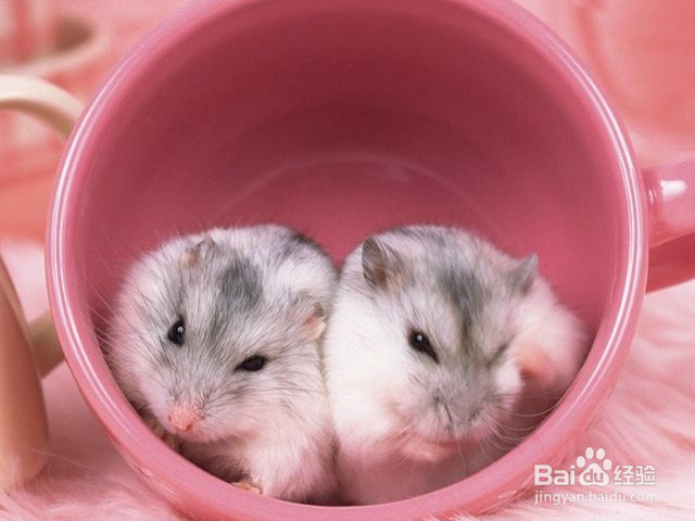 怎么做仓鼠才会信任你？