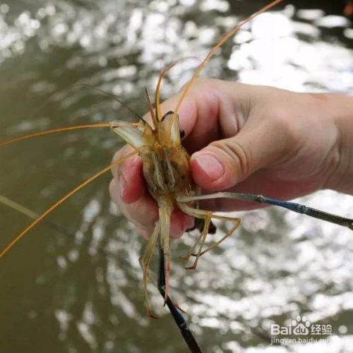 怎样钓虾容易上钩