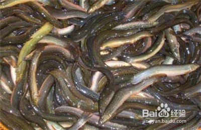 被誉为天然钙片的8类平民食物