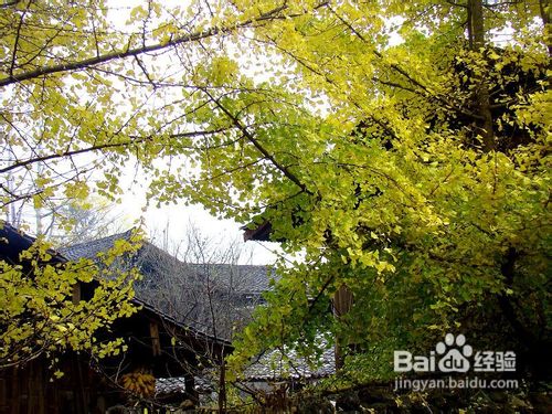 腾冲固东银杏村旅游