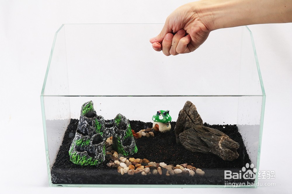 小鱼缸造景教程:运用水草种子7天制作一缸春景