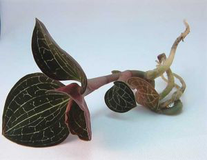 治疗痘痘、痘印小秘诀