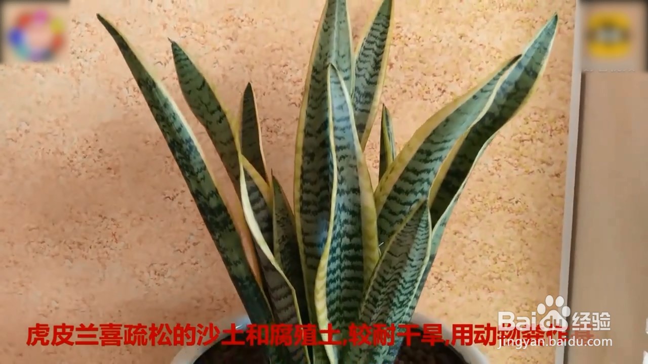 虎皮兰的养殖方法和注意事项