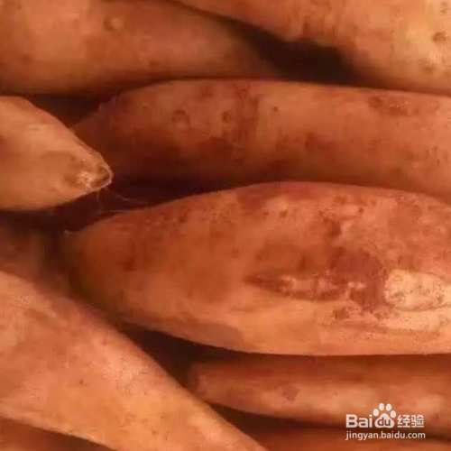 天山雪莲果的培育方法和注意事项