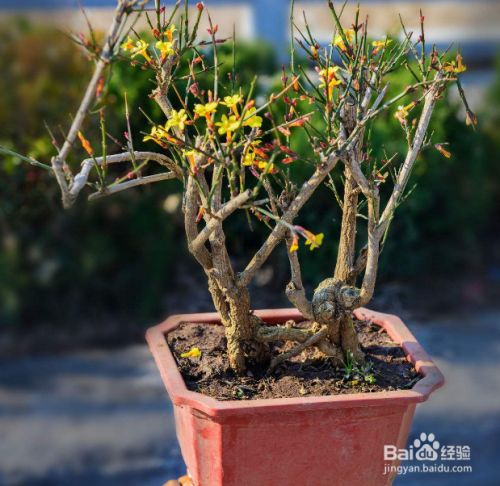盆栽迎春花的养殖方法 百度经验 盆栽迎春花的养殖方法 百度经验
