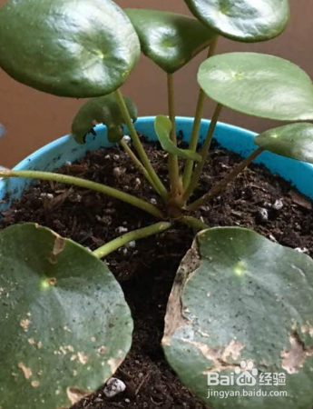 怎么养殖草本植物镜面草？