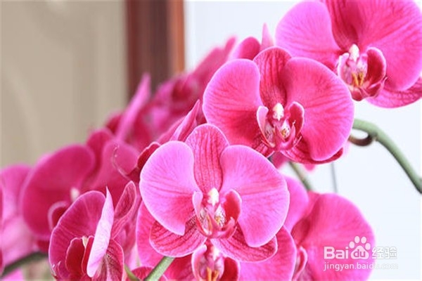 蝴蝶兰的养殖方法和注意事项都有什么？