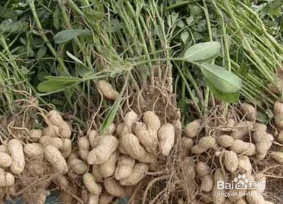 花生烂果的原因及解决方法