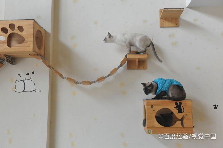 猫咪为什么怕黄瓜呢