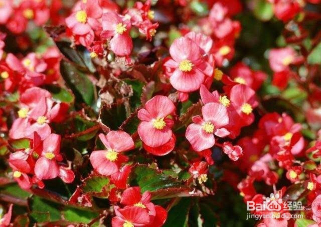 新手宝宝不知道养什么植物,就养这几种吧!