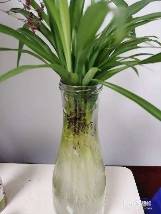 水里丢两块木炭，水培花不烂根，还能净化水质