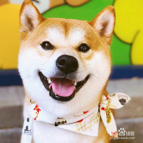 狗狗认主人会怎么样
