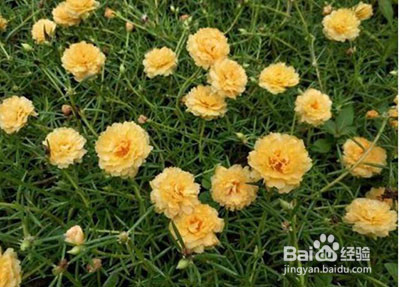 太阳花怎么修剪爆盆