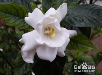 栀子花上有白色的粉状虫子,怎么去除呢