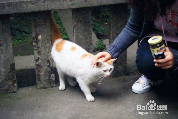 怎么喂养幼猫？