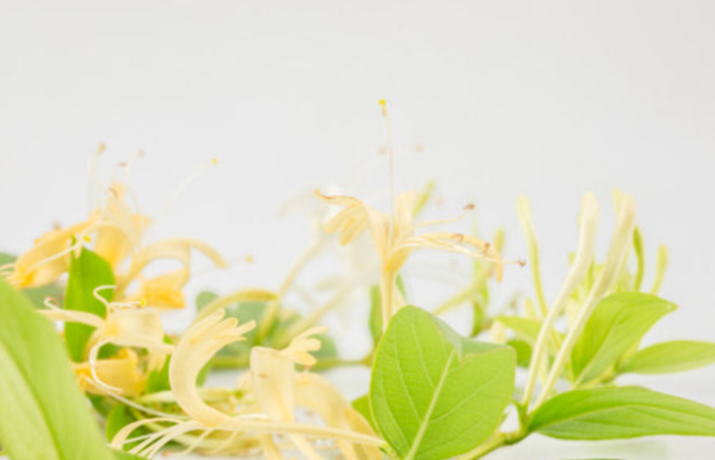 金银花花朵变色的原因是什么