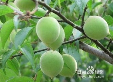 强直性脊柱炎患者要多吃豆类食品