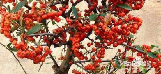 火棘下山桩怎么栽培