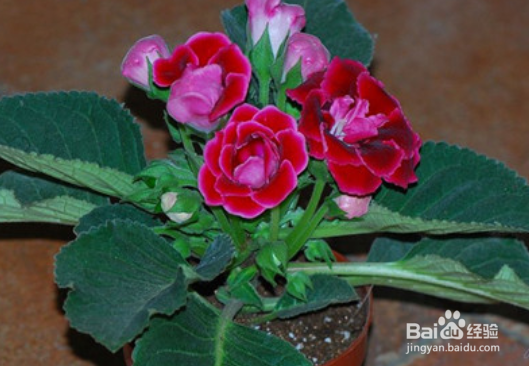 大岩桐花怎么养