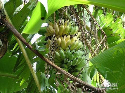 有胃病的人不适合吃哪些食物