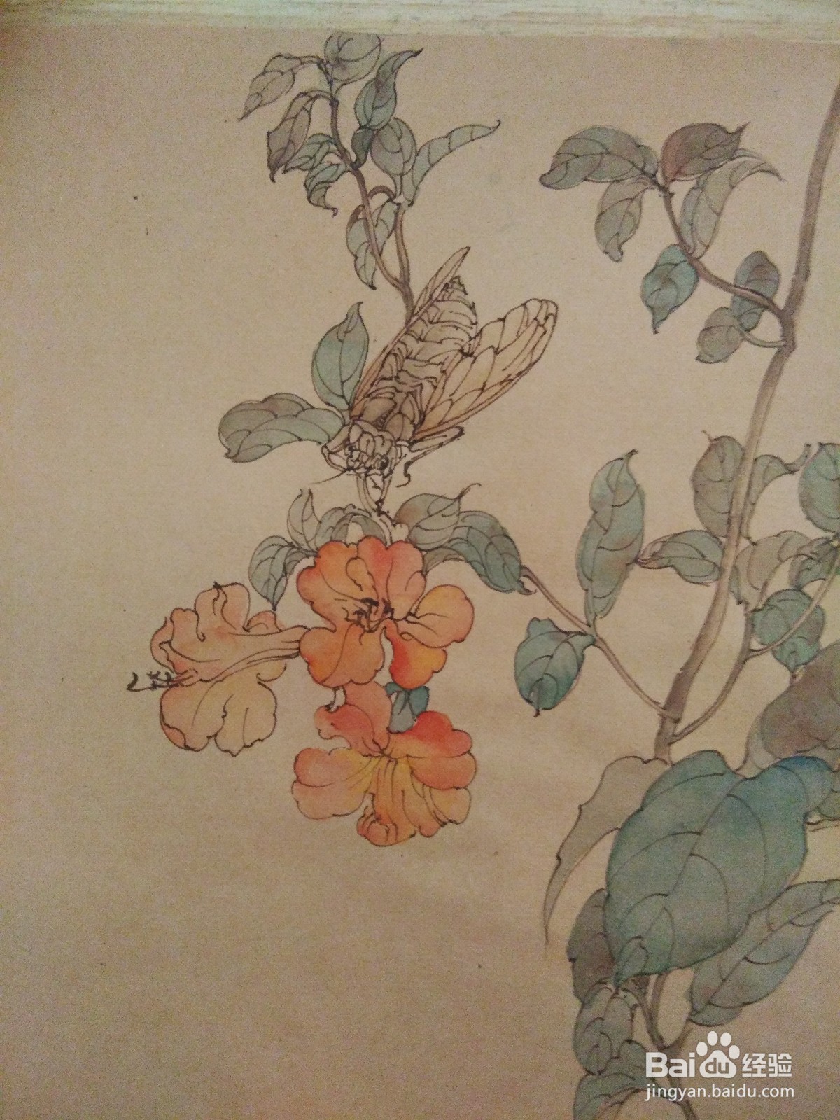 如何用卡纸画凌霄花