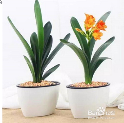 君子兰如何过夏天