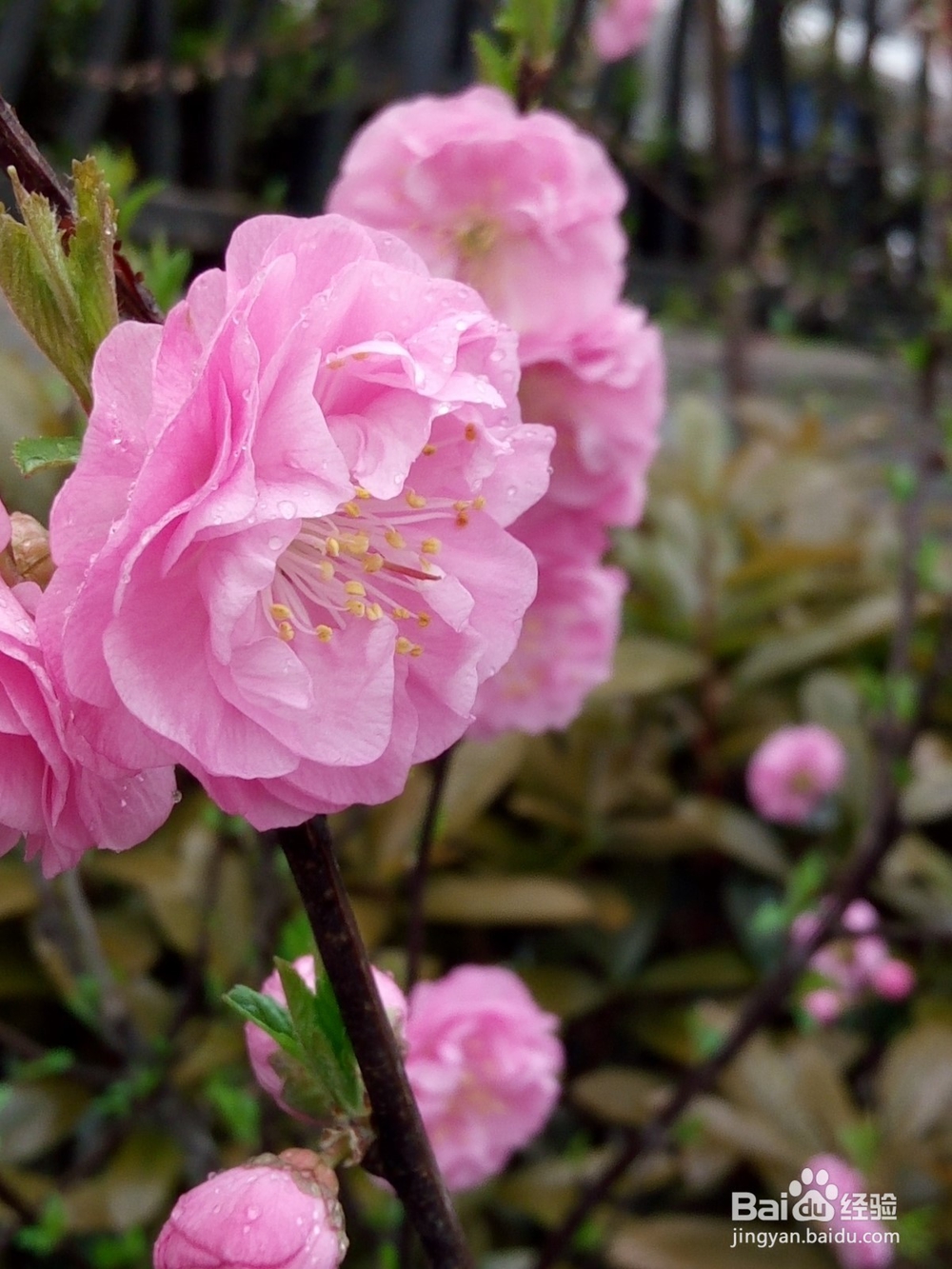 小米5s拍照技巧