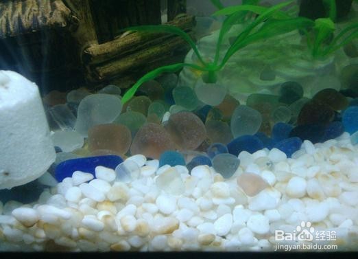 鱼缸黄水的解决办法