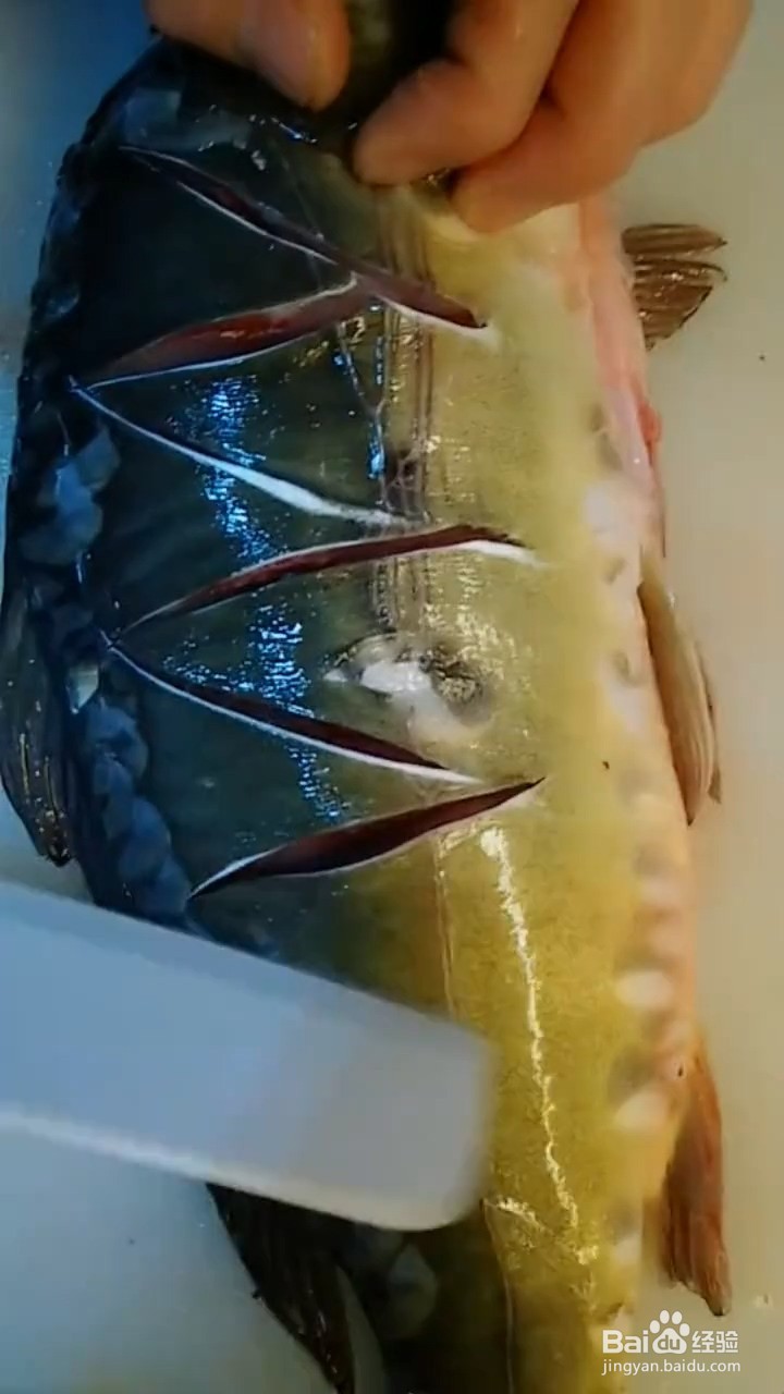 炖鲤鱼怎样做才好吃